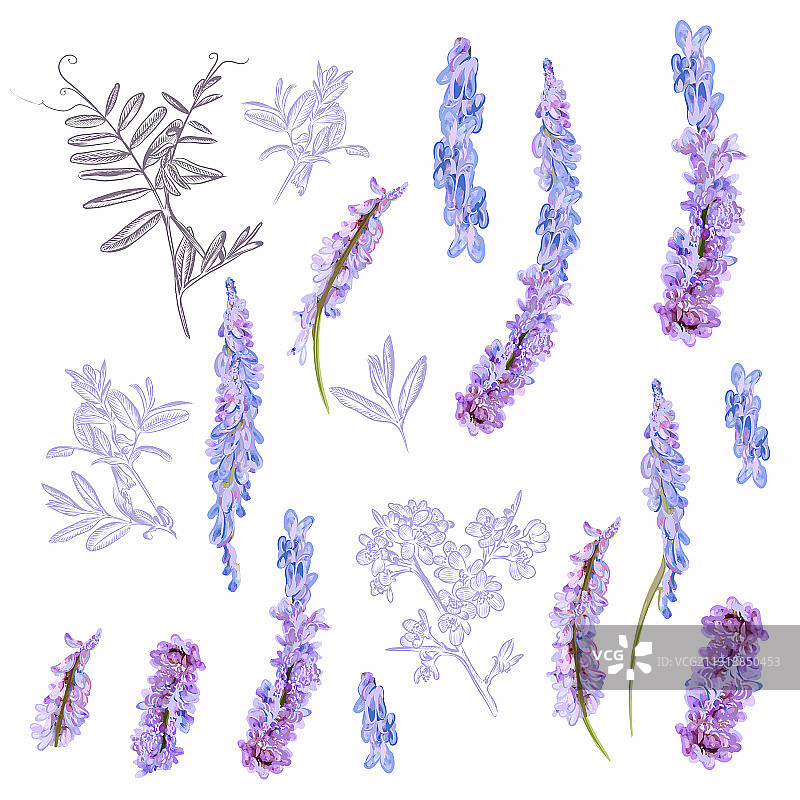 收集田野紫色花朵设计图片素材