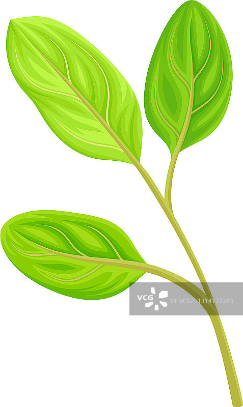 绿叶和叶具茎和脉或图片素材