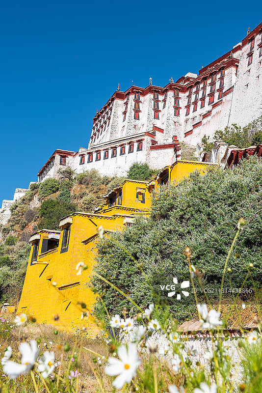 西藏自治区拉萨市5A级旅游景区藏传佛教圣地布达拉宫和格桑花图片素材