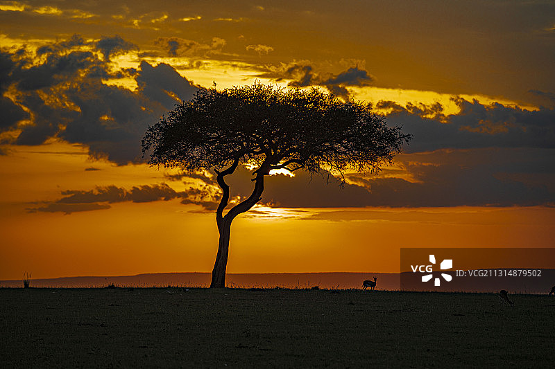 肯尼亚马赛马拉大草原之夕阳图片素材