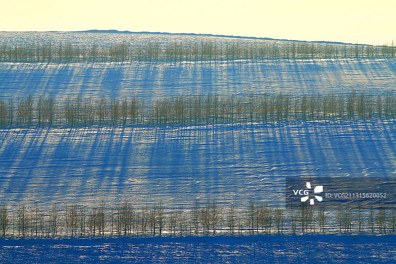 呼伦贝尔冬季雪野农田防护林暮色图片素材