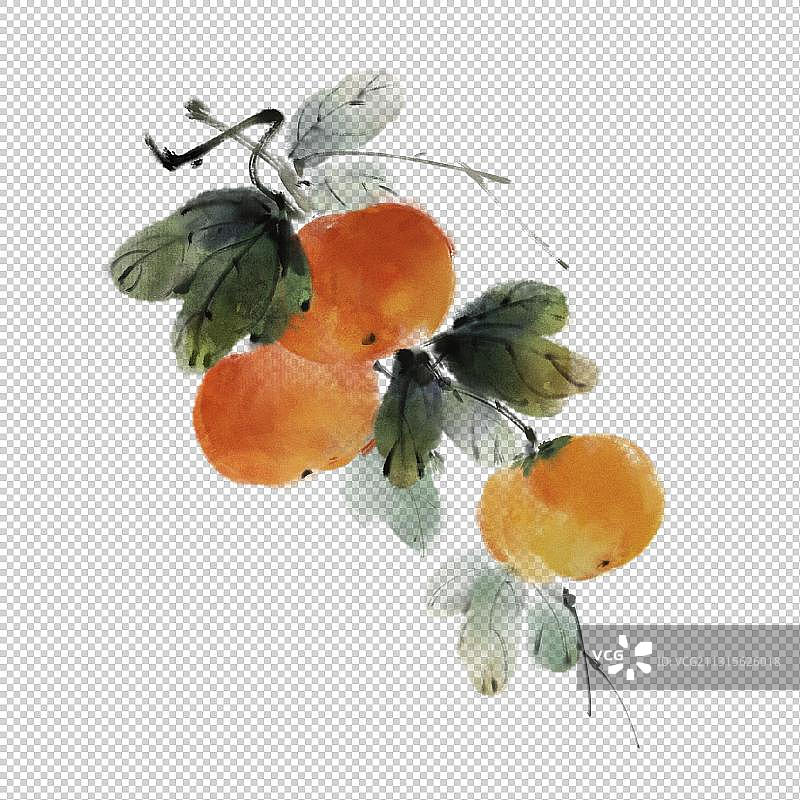 中国风古风水墨写意水果插画 ——柿子图片素材