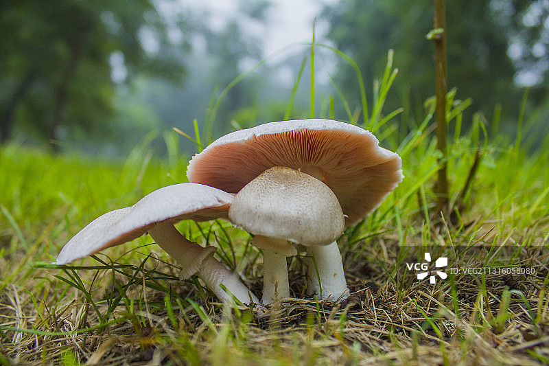夏日的森林公园里采摘的蘑菇图片素材