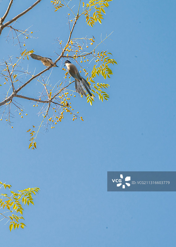 动物，鸟类，秋天，几只在楝树上啄食楝籽儿的喜鹊图片素材