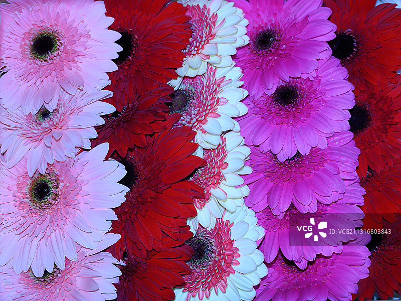 粉红色开花植物的全帧照片图片素材