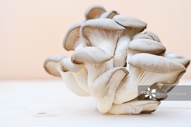 蘑菇的特写在白色的背景图片素材