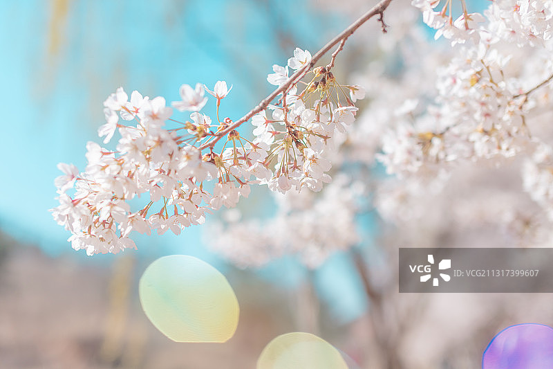 中国海洋大学崂山校区樱花季樱花图片素材