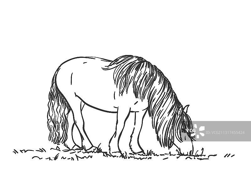 斯凯奇放牧马与长鬃毛素描手图片素材