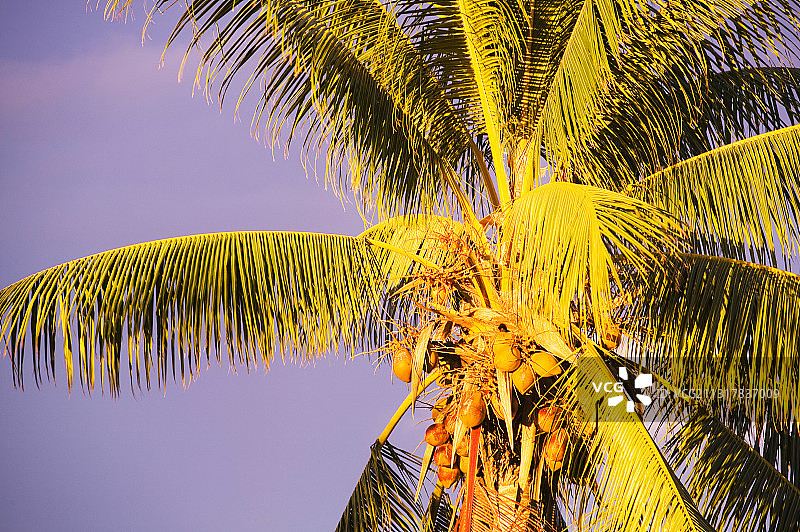 图瓦卢的富纳富提环礁上的一棵椰子树。图片素材