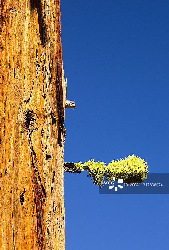 美国加利福尼亚州约塞米蒂国家公园小约塞米蒂山谷内华达瀑布上方的一棵死树，带有Letharia或Wolf lichen。图片素材