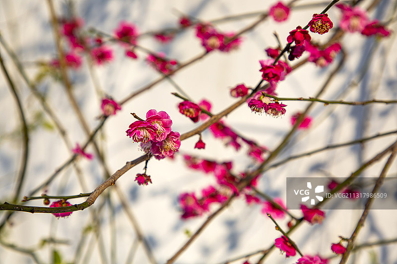 梅花园梅园梅林红梅绽放开花盛开图片素材