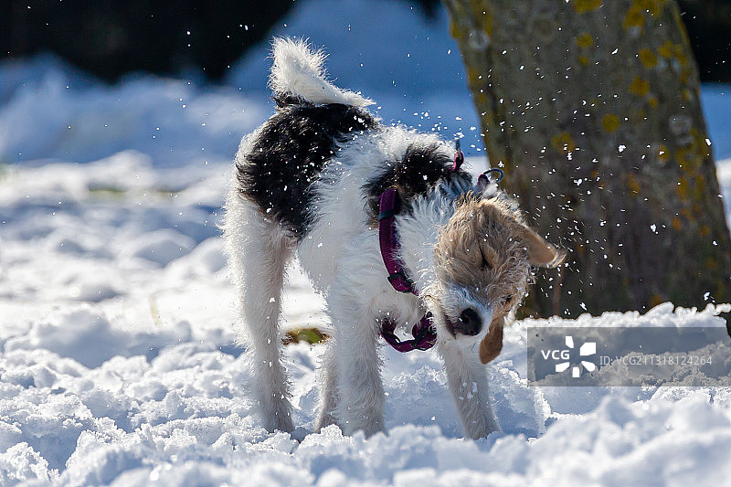 西班牙，一只在雪地里玩菠萝的猎犬图片素材
