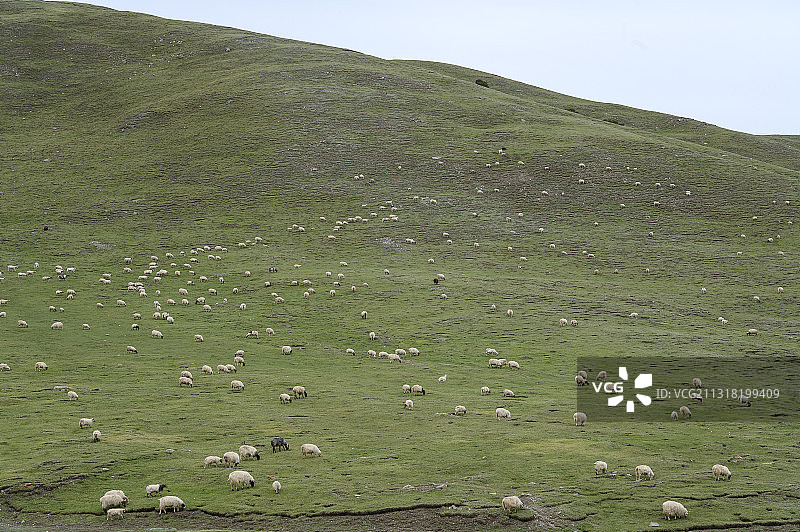 青海山上农场的羊群吃草图片素材