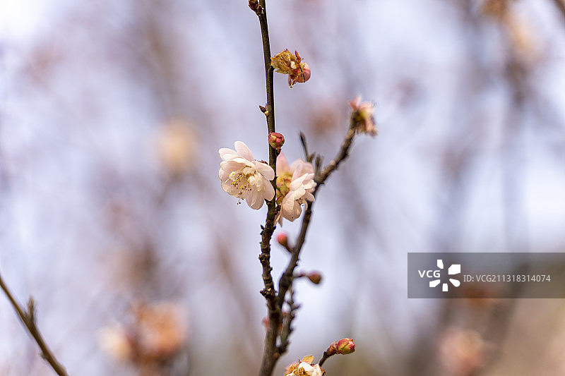 中山树木园梅花盛开图片素材