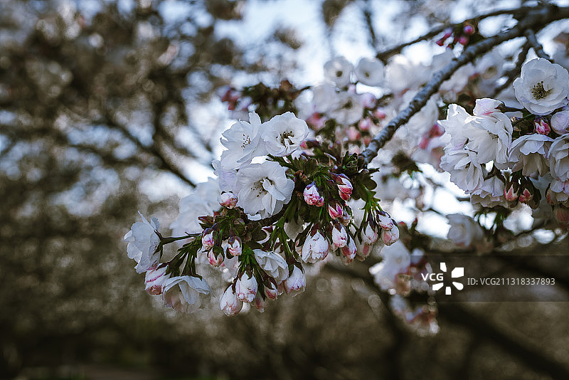 樱花盛开的季节图片素材