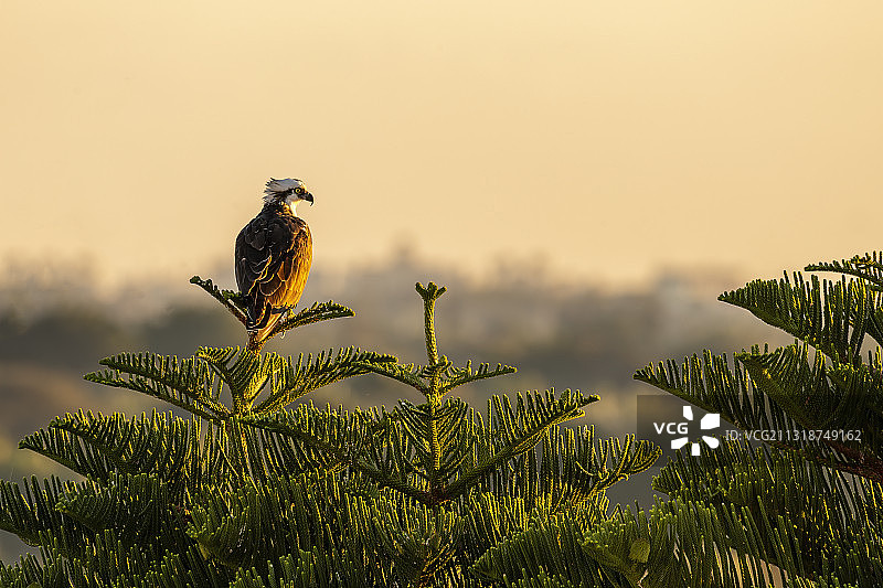 在晴朗的天空下，鸟儿栖息在植物上的特写图片素材
