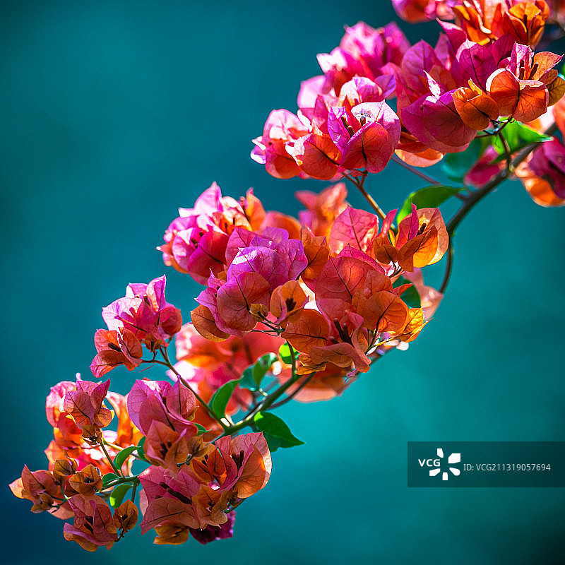 海南三角梅三亚市花植物花卉超清大图背景素材图片素材