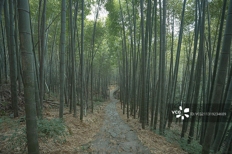 龙坞镇西山森林公园竹林 杭州图片素材