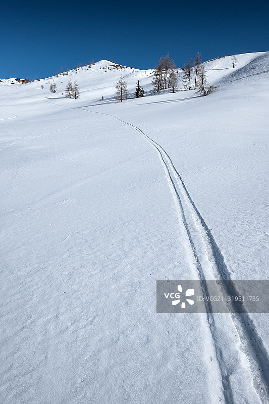 意大利贝卢纳，Dolomites, Cortina d'Ampezzo, Dolomites, Passo di Giau，雪上的滑雪轨迹孤立的落叶松和冷杉图片素材