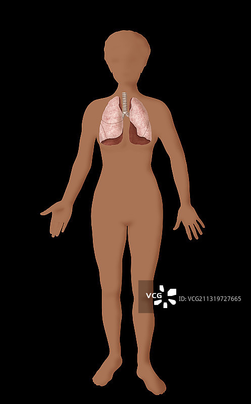肺插图图片素材