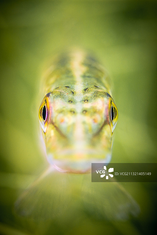令人震惊的肖像的北方梭子鱼(Esox lucius)水下图片素材