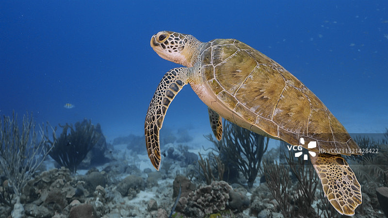 海玳瑁绿海龟在清澈的蓝天下游泳的特写图片素材