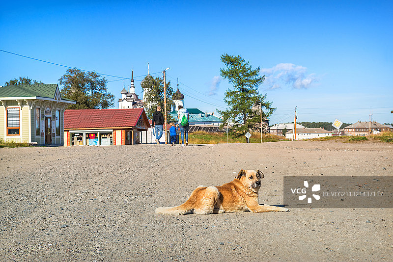 狗坐在地上，俄罗斯图片素材