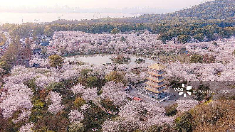 武汉东湖磨山樱花园全景图片素材