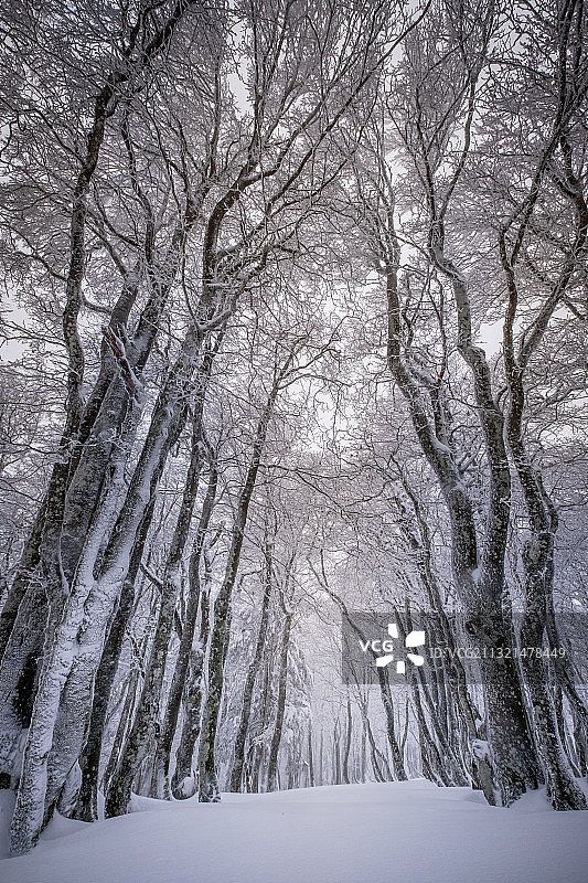 树木在冬天图片素材