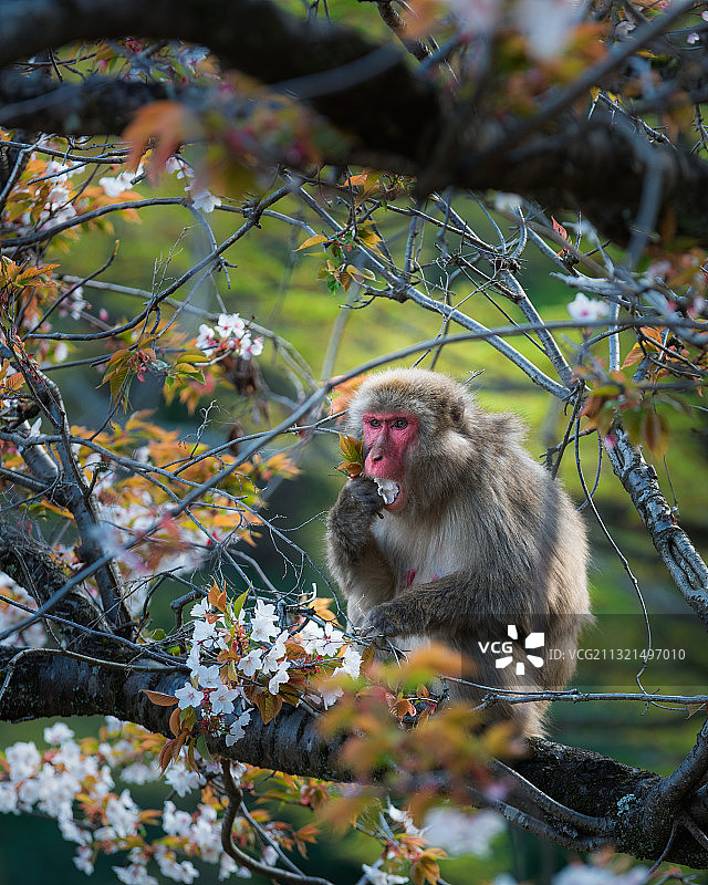 特写猕猴坐在树枝上，京都，日本图片素材
