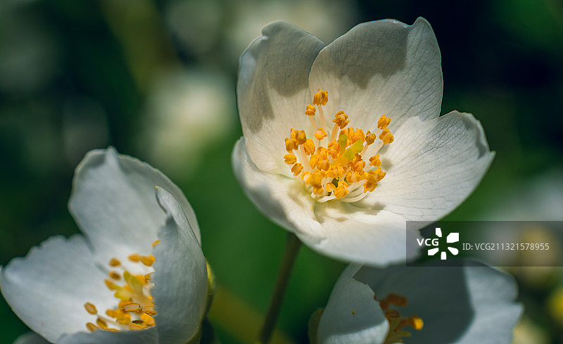 白色开花植物特写，乌克兰图片素材