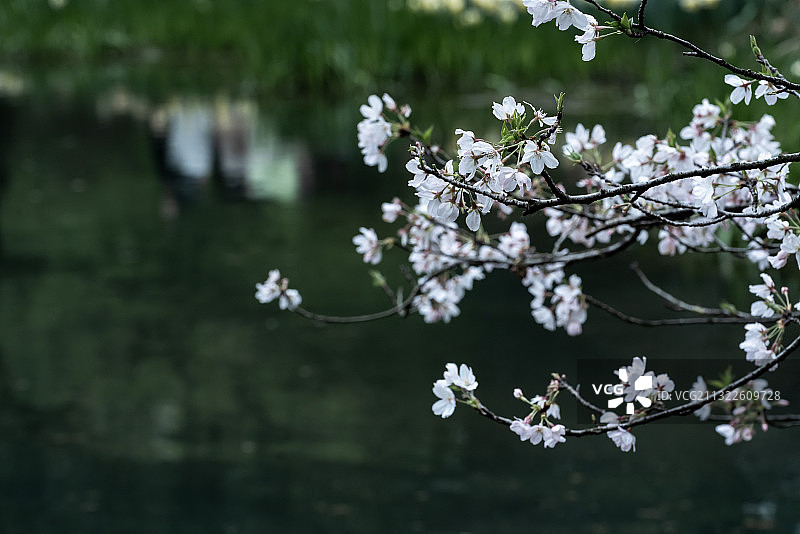 春天的杭州太子湾公园图片素材