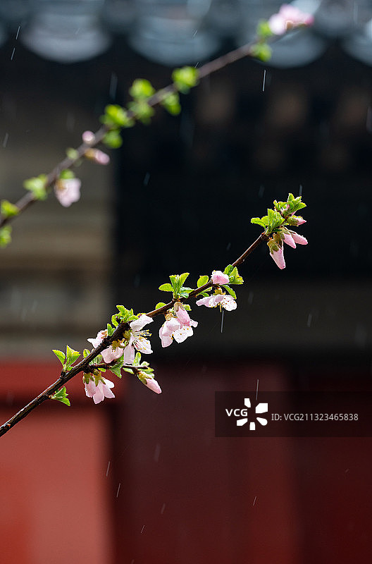 春天故宫红墙映衬中粉色的榆叶梅图片素材
