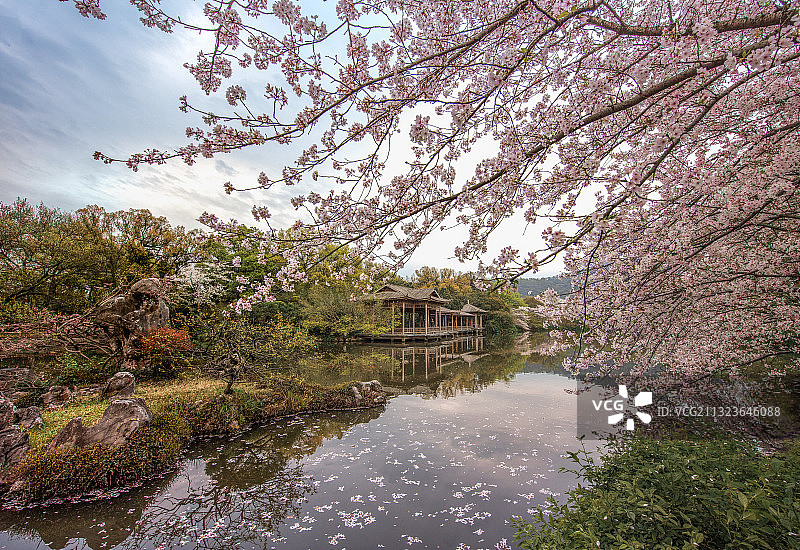 杭州西湖春季樱花图片素材