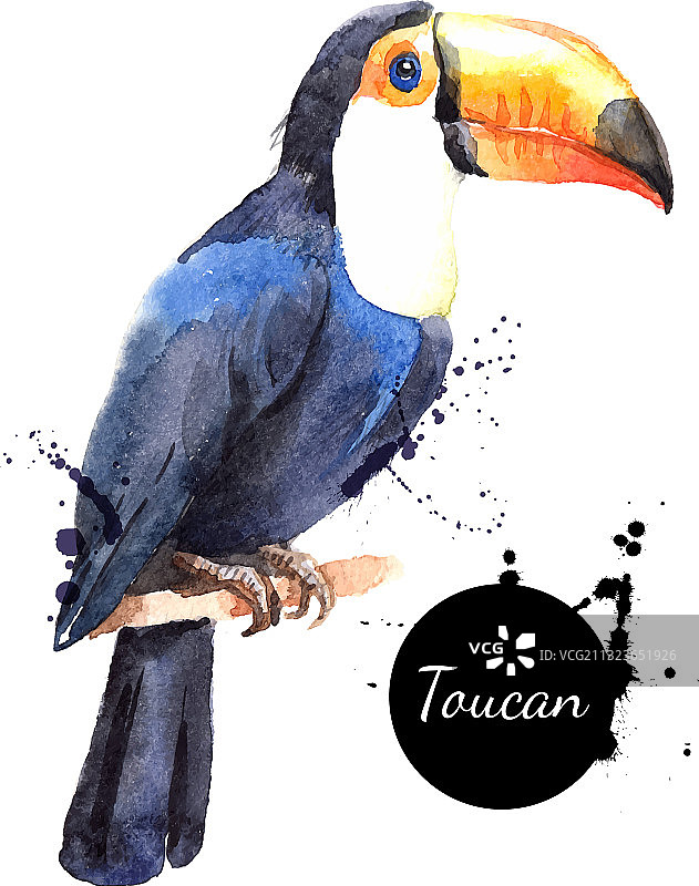 手绘水彩热带鸟巨嘴鸟图片素材