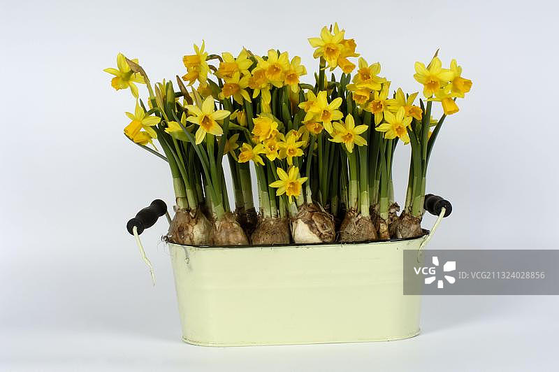 Daffodils(水仙)图片素材