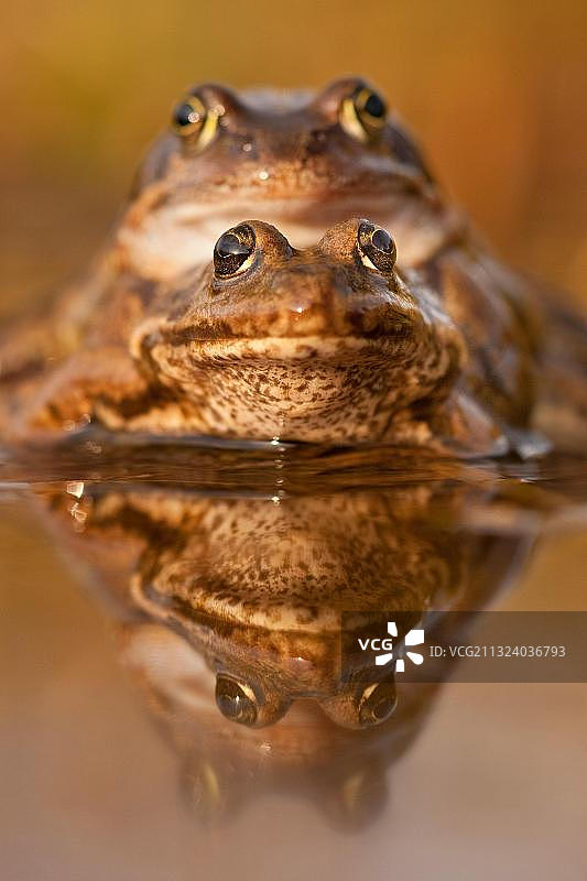 普通蛙(林蛙)，交配，莱茵兰-普法尔茨，德国，欧洲图片素材