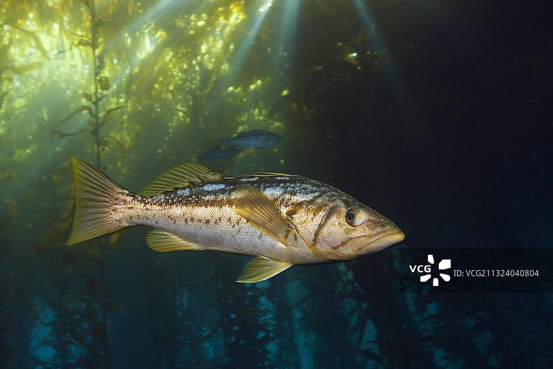 美洲中部墨西哥塞德罗斯岛海藻林中的海藻鲈鱼图片素材
