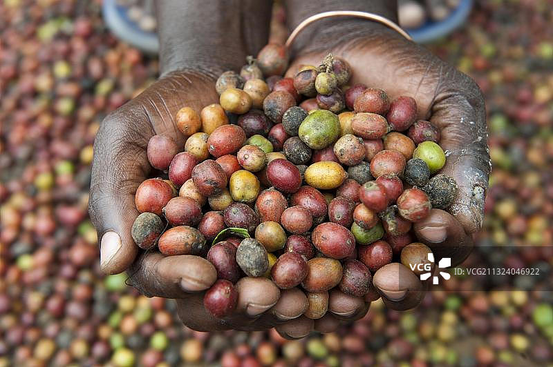 咖啡(Coffea sp.)作物，手捧未剥壳的咖啡豆，乌干达，非洲图片素材