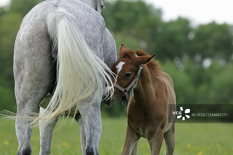 阿拉伯纯种灰色母马正和她的小马驹在牧场上图片素材