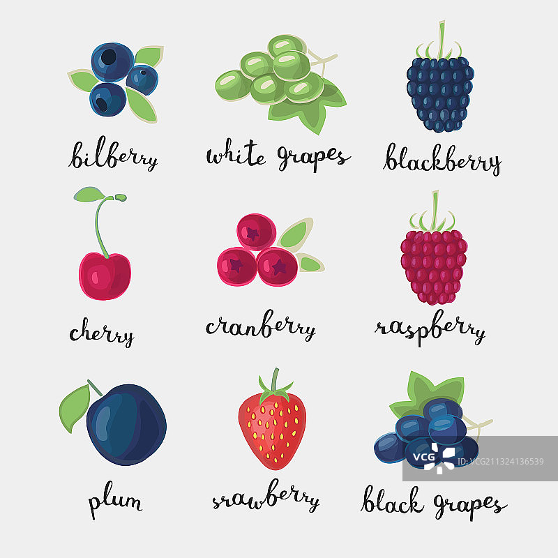 不同种类的浆果和字母名称图片素材