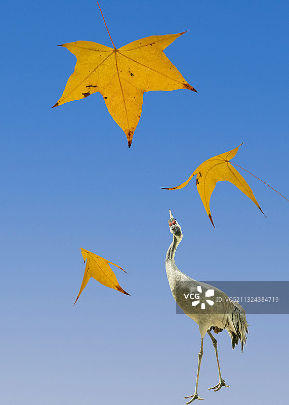 黄叶飘零中的丹顶鹤图片素材