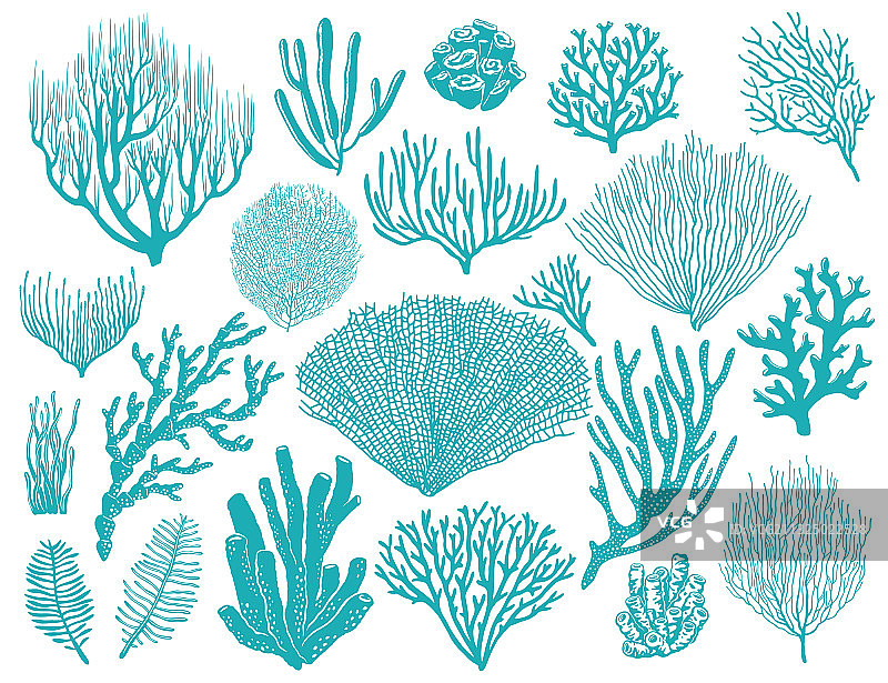 珊瑚礁或海草水下植物集图片素材