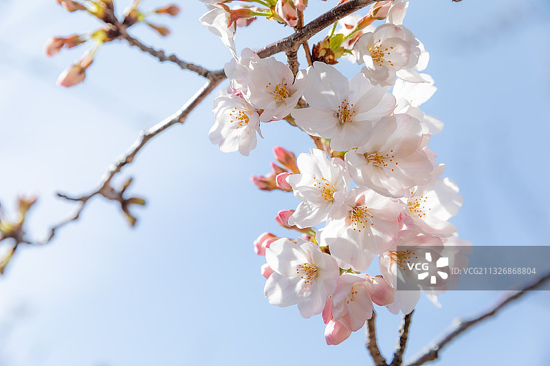 低角度观看春天的樱花图片素材