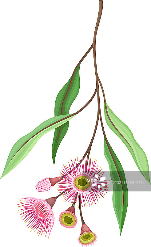 枝带粉红芽桉花带图片素材