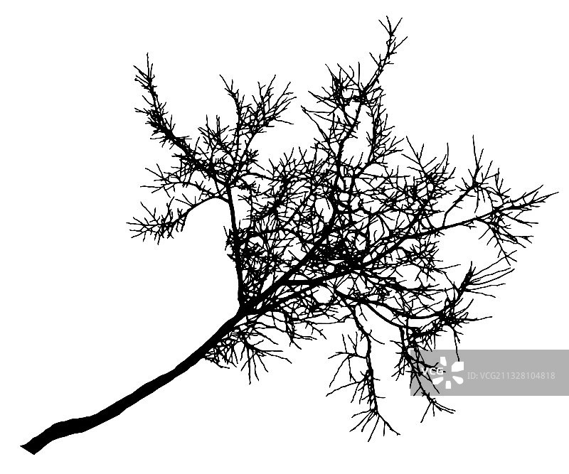 菩提树枝桠剪影，无光秃秃的树图片素材