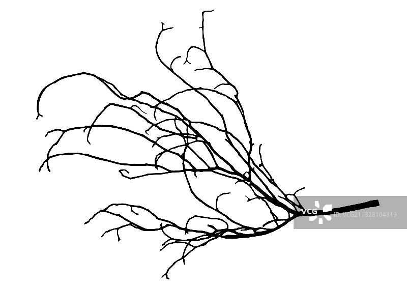 剪影树的树枝树枝图片素材