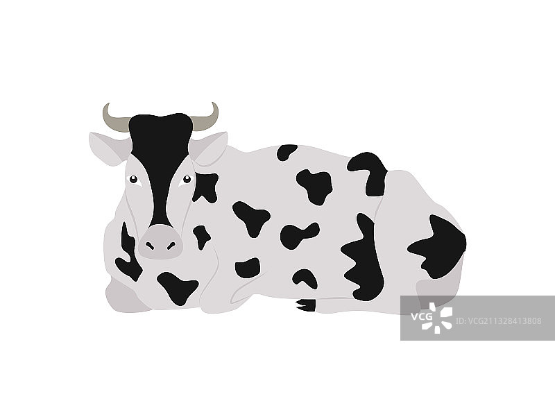 农场黑斑牛躺在平地上图片素材