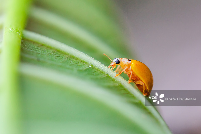 自然生态之美-瓢虫图片素材