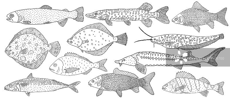 河与海的鱼集手绘不同图片素材